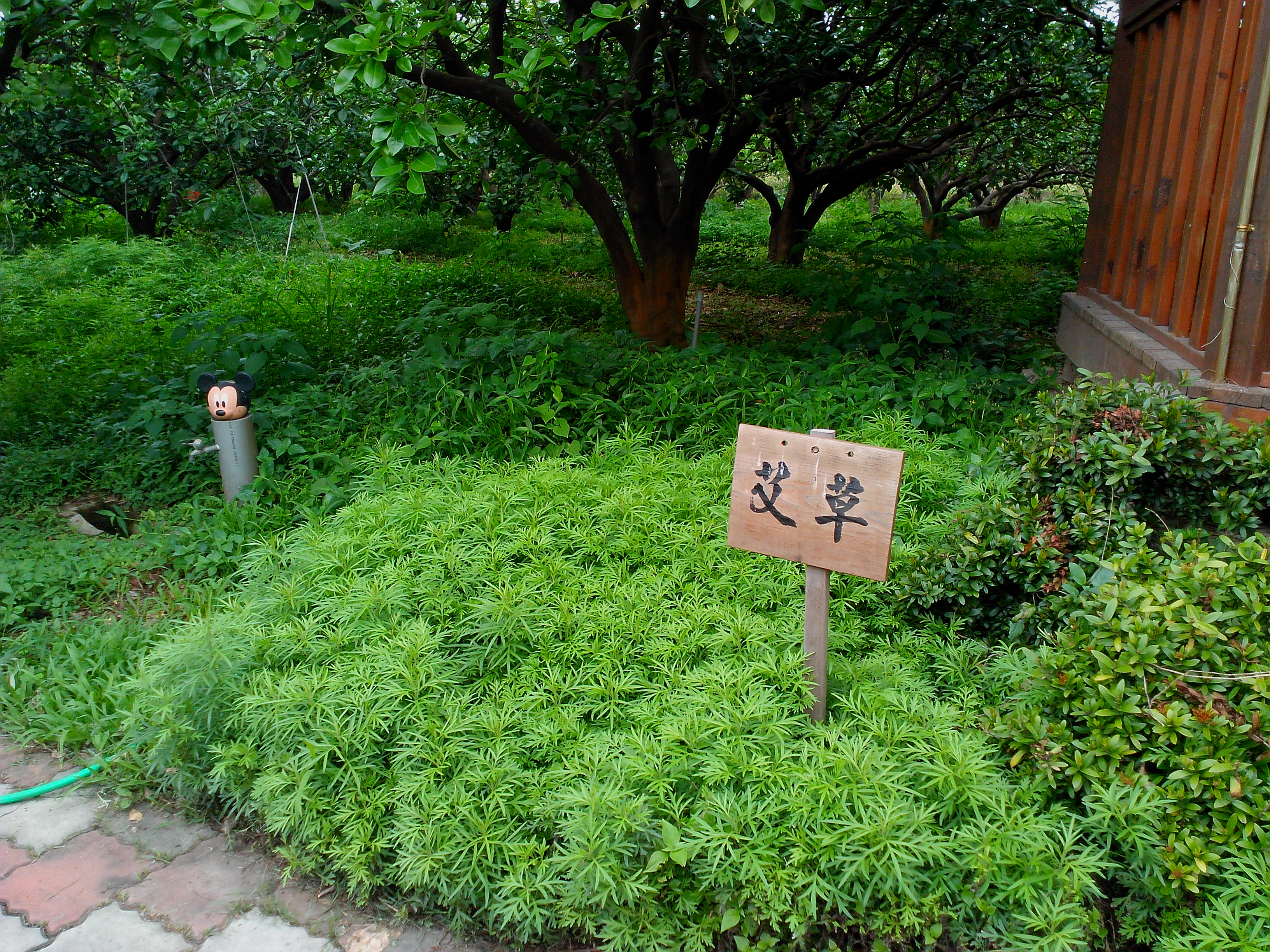 果樹排列