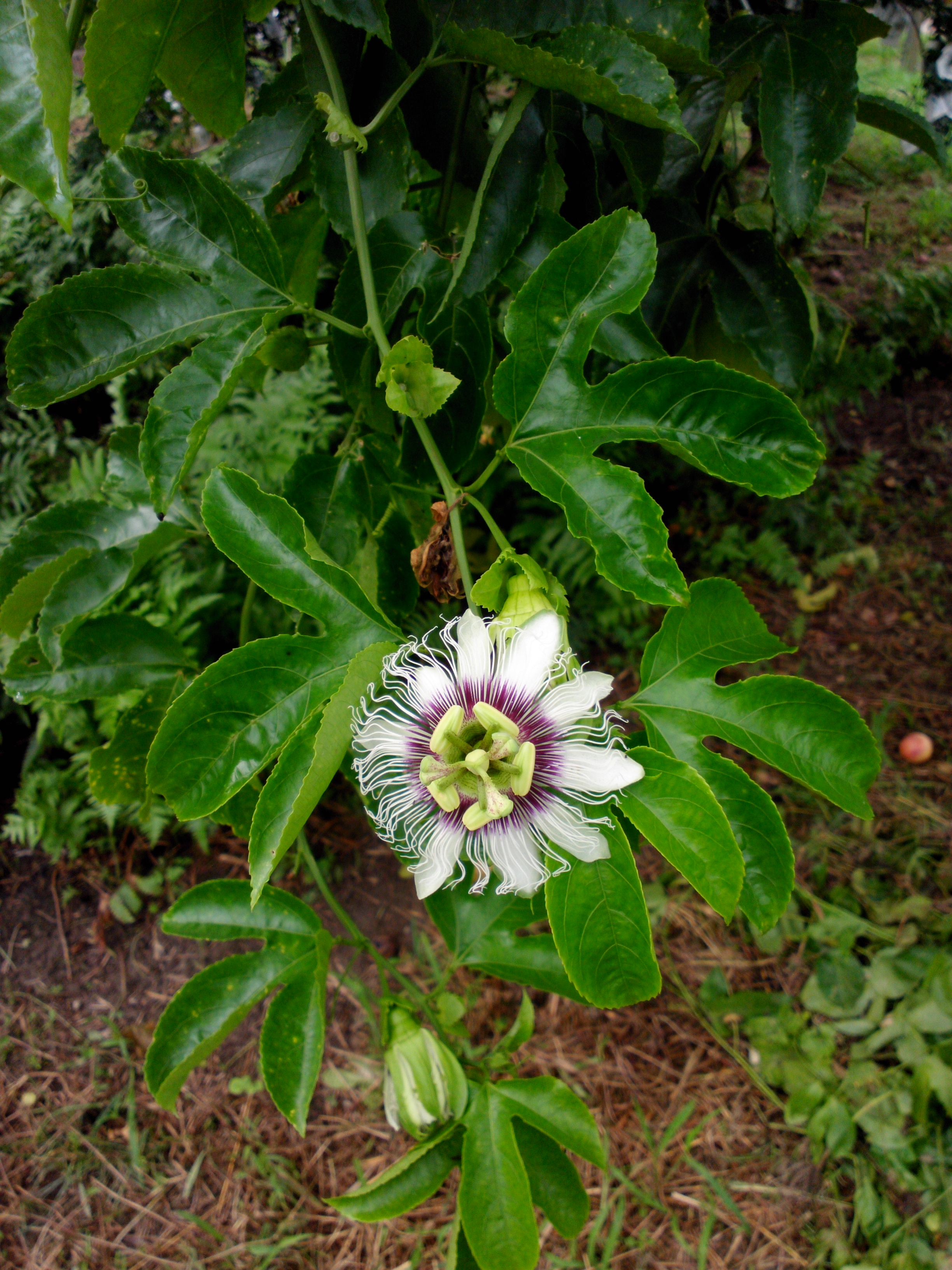 植物種植